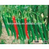 Hybrid chilli pepper seed for sowing