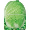Fruit type Chinese vegetable hybrid cabbage Seeds green vegetable seeds for planting-Chafing dish di