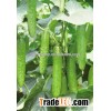 Hybrid high yield cucumber seeds Chinese vegetables seeds for planting-YR Oriental Sword