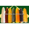 High Yield Hybrid F1 Bulk Yellow/White/Black/Purple Field Corn Seed For Sale