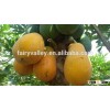 Sale High germination Chaenomeles sinensis seeds papaya seeds fruit tree seeds for planting