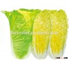 Chinese vegetable hybrid cabbage Seeds yellow green vegetable seeds for planting-XiaShuai