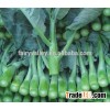 High quality big-stalk kailan seeds chinese kale seeds cabbage chinese Vegetable for planting