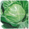F1 Hybrid cabbage Seeds Kale Seed Vegetable seeds for planting-Sino Cabbage No.15