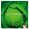 F1 Hybrid chinese vegetable cabbage Seeds for growing-Iron Ball No.3