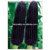 2016 Hybrid purple corn seeds For Growing-Zi Yu