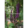 F1 Hybrid High yield long eggplant seeds for growing-HX-pretty
