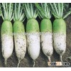 Chinese vegetable seeds Hybrid F1green radish seeds For Growing-New Green Top