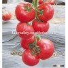 New hybrid Tomato seeds chinese vegetable seeds for planting- Peking T316