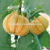 Wholesale hybrid Mini pumpkin seeds For Growing-Rainbow