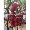 2014 Indeterminate Growth High Yield TY Resistance Pink Cherry Tomato Seeds For Growing-King Pearl
