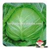 F1 Hybrid cabbage Seeds kale seeds for growing-Dong Li 40