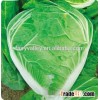 Chinese vegetable hybrid cabbage Seeds green vegetable seeds for planting-Autumn resistance No.2