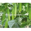 Hybrid high yield cucumber seeds for growing- YR Miracle