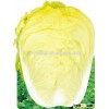 Newly bred hybrid F1 cabbage Seeds yellow vegetable seeds for planting-V No.5