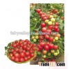 Hybrid Cherry tomato seeds for growing-Meet