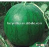 Seedless No.1-Hybrid F1 Toq Quality Seedless Watermelon Seeds japanese melon seeds