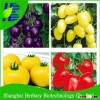 2016 All colors cherry tomato seed for planting