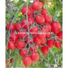 Cherry tomato seed hybrid high yield Cherry tomato seeds for growing- 8-Up