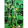 Hybrid Chinese F1 Crisp Mini Cucumber Seeds For Fruit