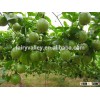 High germination rate Passionforaedulis seeds Passionfruit seeds fruit tree seeds for planting