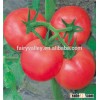 2016 New Hybrid Tomato seeds for growing-TianFu360