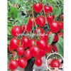 Hybrid high yield Cherry tomato seeds for growing-9-up