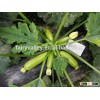 Chinese vegetable seeds High yield hybrid Squash seeds Zucchini seeds for growing-ZhengYu 28