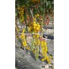 2016 Good quality Hybrid Golden yellow Cherry tomato seeds for growing and for sale-Golden Baby