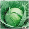 Chinese vegetable hybrid cabbage Seeds Kale Seed vegetable seeds for planting-Sport