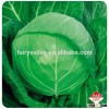 Chinese vegetable hybrid cabbage Seeds Kale Seed for planting-Full Moon 56