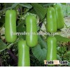 Super high yield Short Body Bottle Gourd seeds For growing-B055