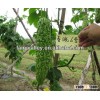 High Quality Hybrid Bitter Melon Seeds/Hot and Cold Resistant Bitter Gourd Seeds For Sowing