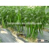 F1 hybrid hot pepper seeds for greenhouse