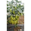 New pepper varieties pepper seeds yellow red pepper seeds for planting-GuiFei