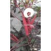 2016 High quality Chinese vegetables seeds Hybrid okra seeds For Growing-East Red Sword