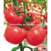 Hybrid high yield Tomato seeds for growing-Venice