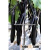 High resistance to disease Hybrid eggplant seeds for growing- YC No.2