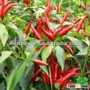 F1 Hybrid Sichuan Hot Pepper seeds /Chilli seeds