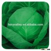 Chinese vegetable hybrid cabbage Seeds Kale Seed for planting-Sino cabbage No. 21