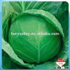 Hybrid F1 cabbage Seeds Kale Seed vegetable seeds for planting-Full Moon 53