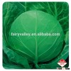Sale F1 Hybrid cabbage Seeds Kale seed for growing-Iron Ball 46