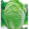 Chinese vegetable hybrid cabbage Seeds green vegetable seeds for sale-Farmer favorites