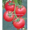 2016 Hybrid Tomato seeds for growing- XinFuGui