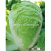 Chinese vegetable hybrid cabbage Seeds green vegetable seeds for planting-ZhengWang