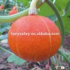 Wholesale hybrid chinese pumpkin seeds red pumpkin seeds For Growing-Red Sun