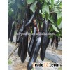 Hybrid eggplant seeds chinese vegetable seeds for planting-Talent No.5