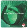 Hybrid F1 cabbage Seeds Kale Seed Vegetable seeds for sale for planting-Dongyueqiangsheng
