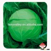 High quality Hybrid cabbage Seeds Kale Seed for growing-Sino cabbage No.192