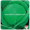 Japanese vegetable seeds hybrid cabbage Seeds Kale Seed for planting-Iron Ball 65